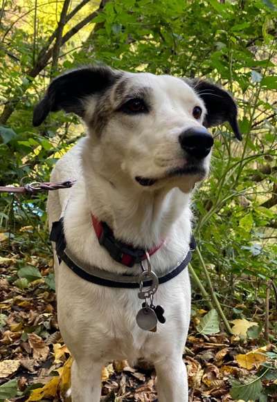 Hunde Porträt (Portrait) Galerie....-Beitrag-Bild