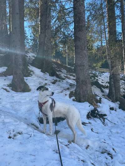 Dogorama Photo Challenge - Tierischer Urlaub-Beitrag-Bild