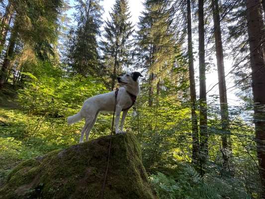 Theos  Fotochallenge Nummer 2-Beitrag-Bild