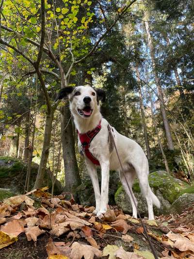 Fotos &Collagen: Beobachtungsposten-Beitrag-Bild