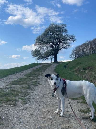 Handy Fotochallenge Nr. 52: Dein Hund mit blauem Himmel-Beitrag-Bild