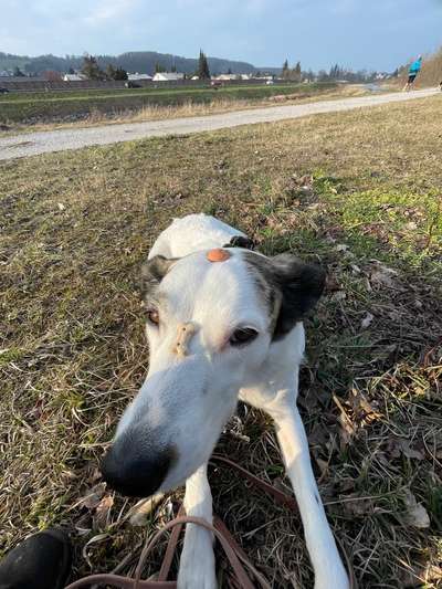 Freddys Kummerkasten-Beitrag-Bild