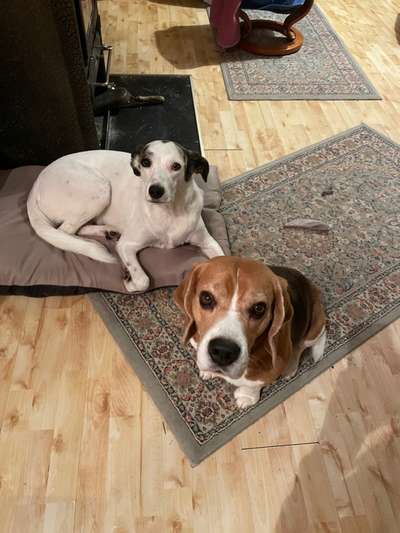 Dogorama Photo Challenge - Hundeblick zum hinschmelzen-Beitrag-Bild