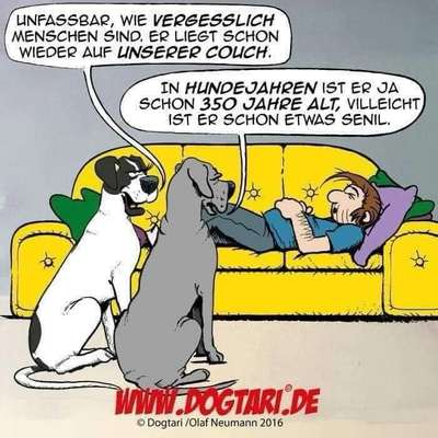 Hunde Memes-Beitrag-Bild