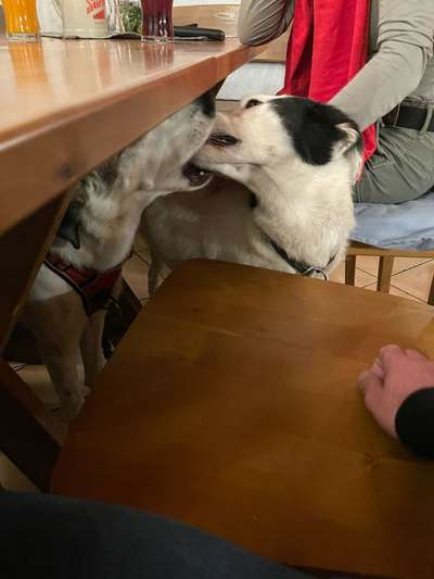 Dogorama Photo Challenge - Mäulchen auf-Beitrag-Bild