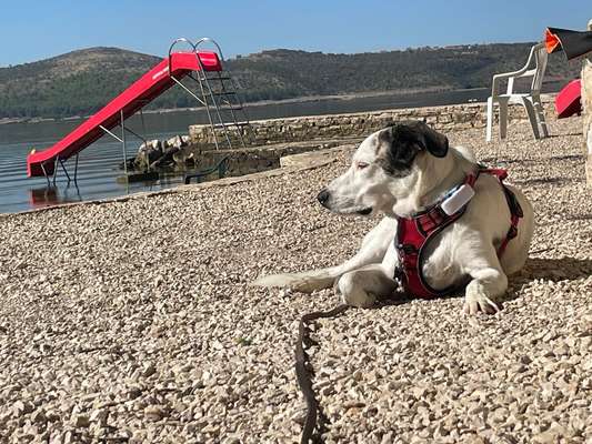 Fotos &Collagen: Beobachtungsposten-Beitrag-Bild