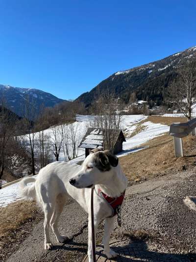 Tierschutzhund ist meine Lieblingsrasse-Beitrag-Bild