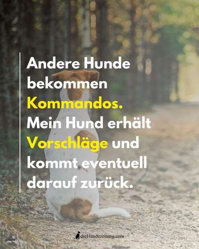 Hunde Memes-Beitrag-Bild