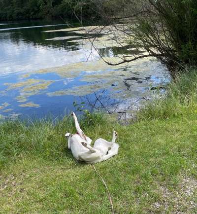 Dogorama Photo Challenge - Schattiges Plätzchen-Beitrag-Bild