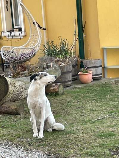 Auslandstierschutz-Beitrag-Bild