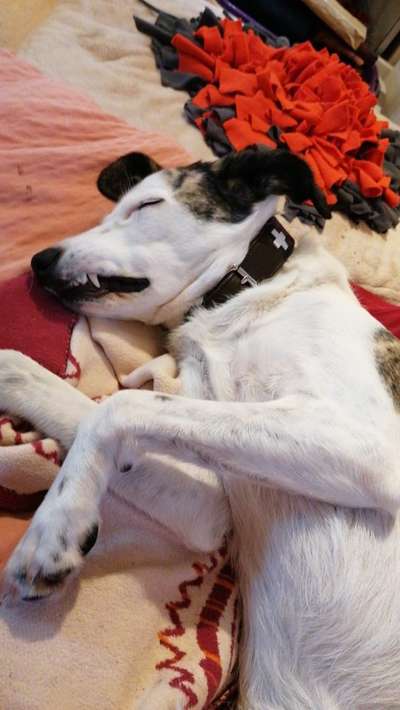 32. Handy Fotochallenge - Dein Hund im Land der Träume-Beitrag-Bild