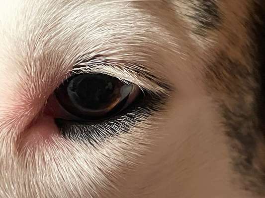 Die Augen Deines Hundes-Beitrag-Bild