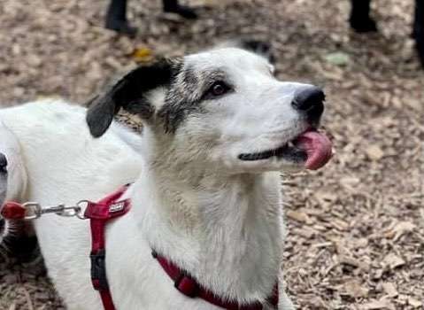 Bettel Blicke-Beitrag-Bild