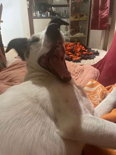 Zeige den lustigsten Blick deines Hundes-Beitrag-Bild