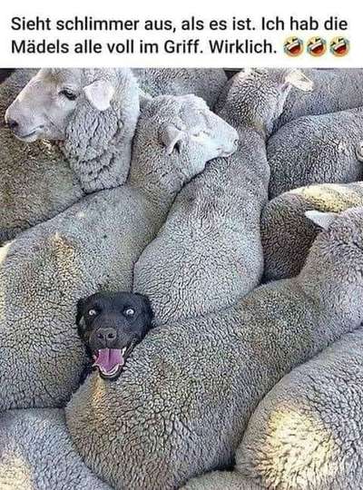 Hunde Memes-Beitrag-Bild