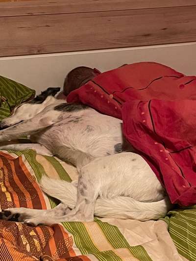 Zeigt her; eure "zu gross geratenen Schosshunde"-Beitrag-Bild