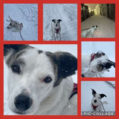 24. Collage-Challenge  *Hund im Schnee*-Beitrag-Bild