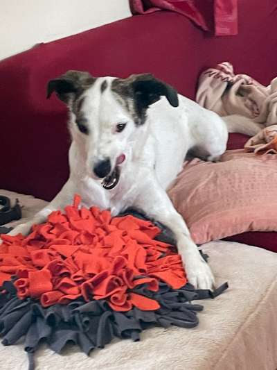 Zeige den lustigsten Blick deines Hundes-Beitrag-Bild