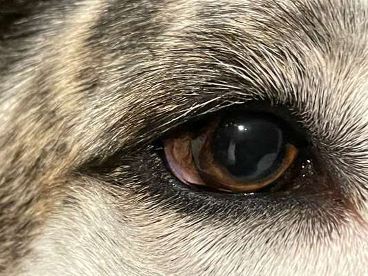 Die Augen Deines Hundes-Beitrag-Bild