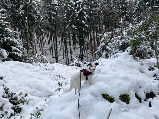 Schneehund-Beitrag-Bild