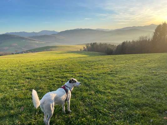 Farben Fotochallenge Thema ,,Grün"-Beitrag-Bild