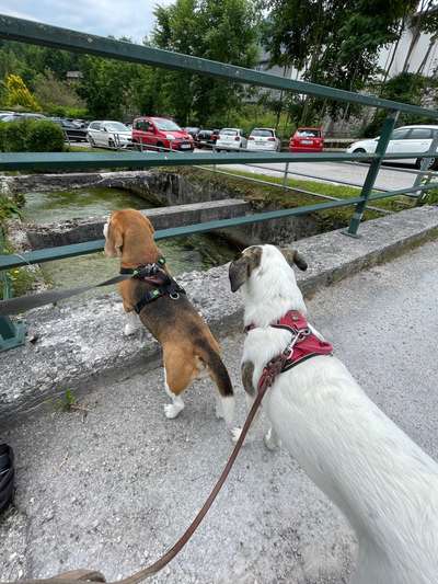 Foto Challenge Thema "Brücke"-Beitrag-Bild