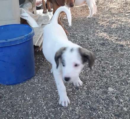 Wie groß waren eure welpen ?-Beitrag-Bild