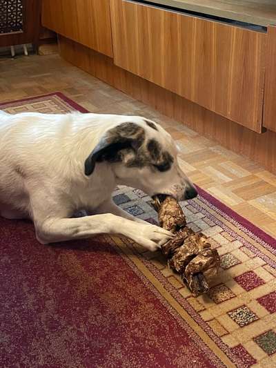 Fotochallenge Guten Appetit! Dein Hund beim futtern-Beitrag-Bild