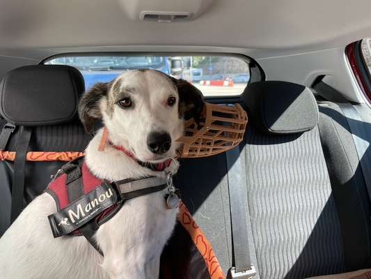 Foto Challenge Thema "Hunde im Auto"-Beitrag-Bild