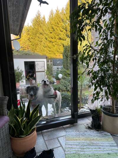 Hunde Memes-Beitrag-Bild