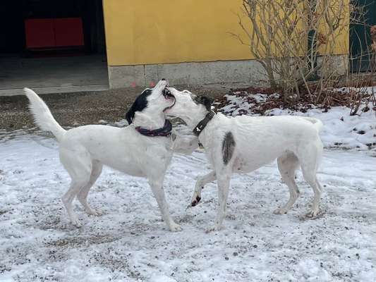 FOTO CHALLENGE 77 - Dein Hund im Spiel-Beitrag-Bild