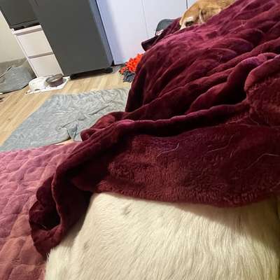 Hunde Memes-Beitrag-Bild