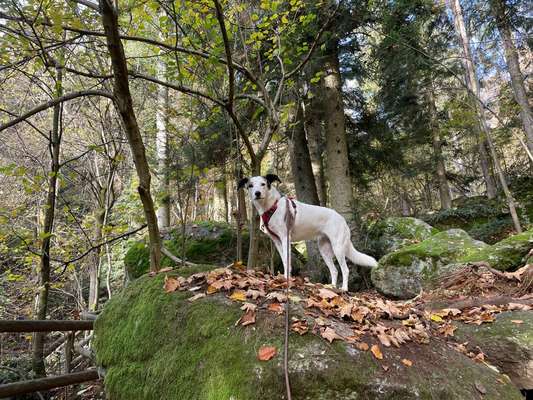 Vom Welpen zum Hund-Beitrag-Bild