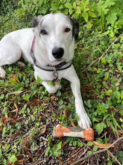 Die besten Hundeblicke 🐾❤️-Beitrag-Bild