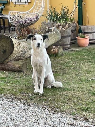 Auslandstierschutz-Beitrag-Bild