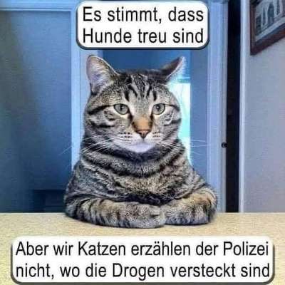 Hunde Memes-Beitrag-Bild