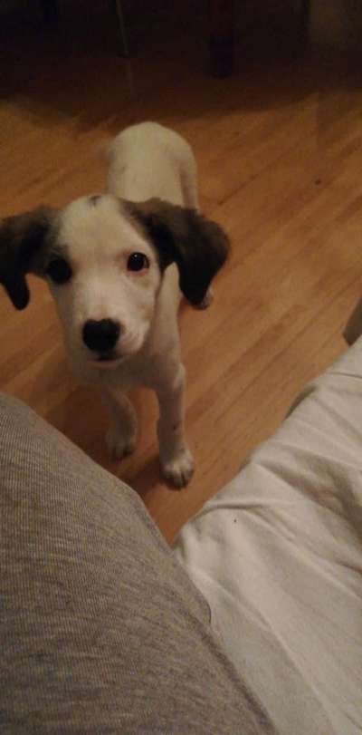 Vom Welpen zum Hund-Beitrag-Bild