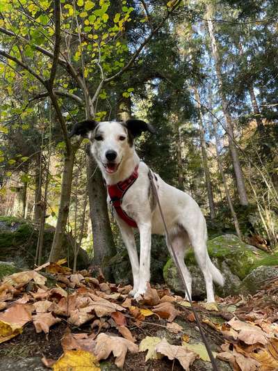 Herbst Bilder-Beitrag-Bild