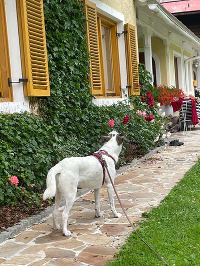 Fotos &Collagen: Beobachtungsposten-Beitrag-Bild