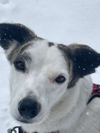 Hunde Porträt (Portrait) Galerie....-Beitrag-Bild