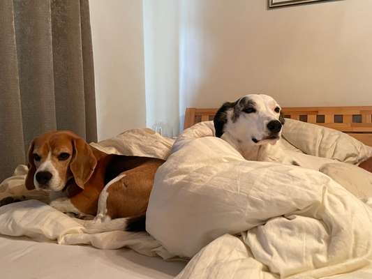 Dogorama Photo Challenge - Gegensätze-Beitrag-Bild