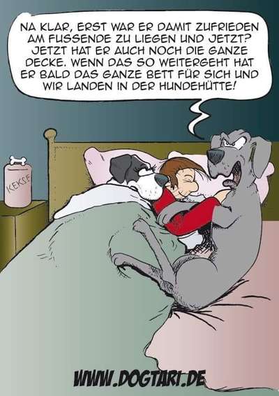 Hunde Memes-Beitrag-Bild