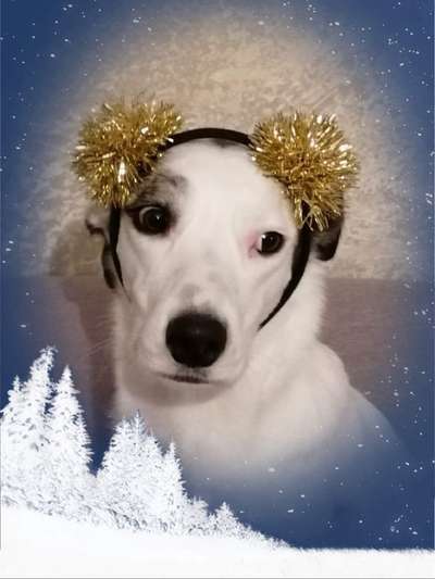 Dogorama Photo Challenge - Festliches Accessoires-Beitrag-Bild