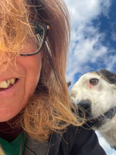 Hunde Memes-Beitrag-Bild