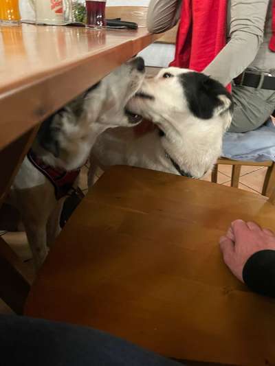 Fotowettbewerb : Hundekommunikation-Beitrag-Bild