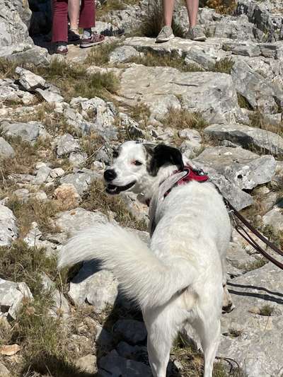 Fotosammlung: ,,Der natürliche Hund" Unbearbeitet, ungestellt und in Natura-Beitrag-Bild