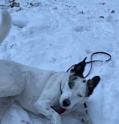 Foto Challenge Nr.: 114
Hunde im Schnee-Beitrag-Bild