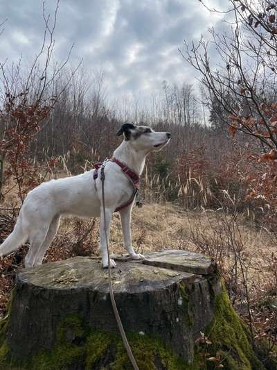 Wald Bild-Beitrag-Bild