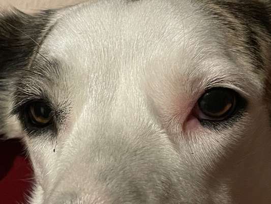 Die Augen Deines Hundes-Beitrag-Bild