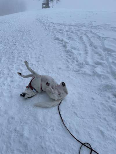 Verspielt-Beitrag-Bild